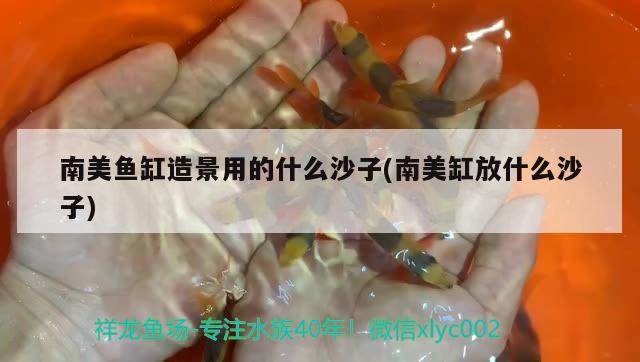 南美魚缸造景用的什么沙子(南美缸放什么沙子) 非洲象鼻魚