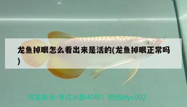 龍魚掉眼怎么看出來是活的(龍魚掉眼正常嗎) 金龍魚百科