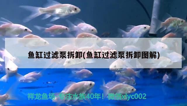 魚缸過濾泵拆卸(魚缸過濾泵拆卸圖解)