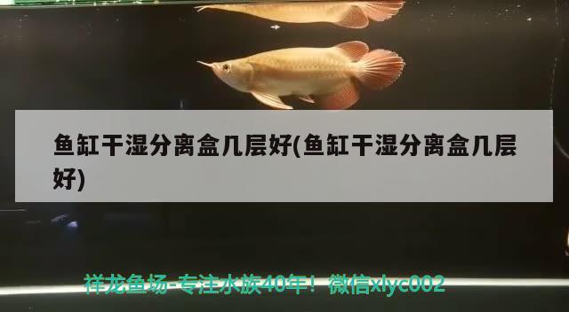 清遠(yuǎn)水族館兩年多 印尼小紅龍 第2張