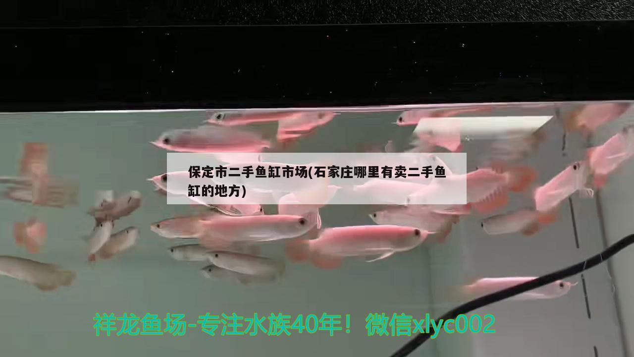 保定市二手魚缸市場(石家莊哪里有賣二手魚缸的地方) 豹紋夫魚苗