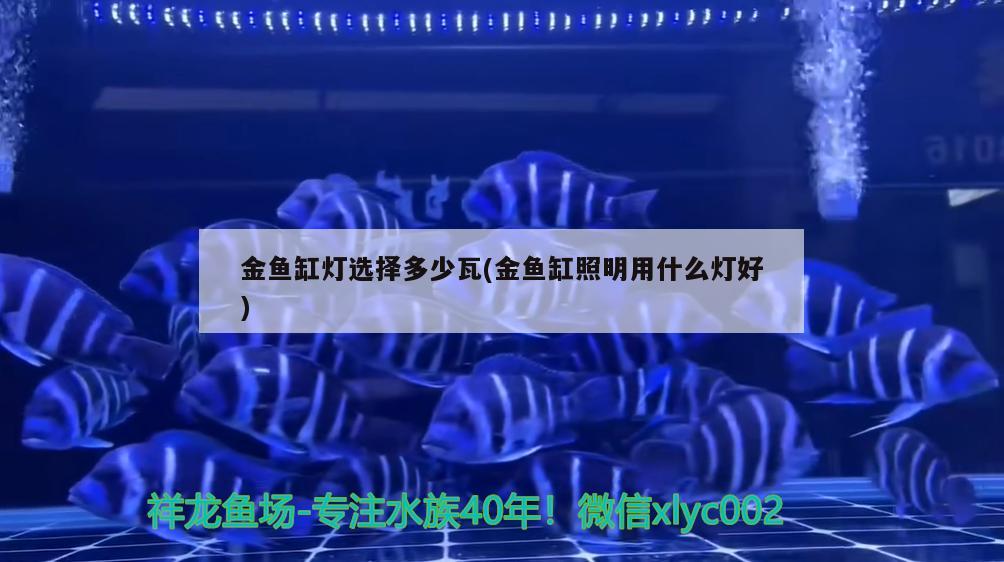 金魚缸燈選擇多少瓦(金魚缸照明用什么燈好) 紅老虎魚