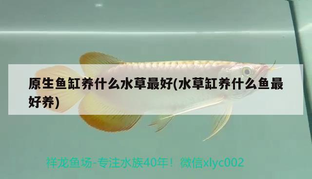 魚(yú)缸可以放在向陽(yáng)處嗎（魚(yú)缸能不能放在陽(yáng)臺(tái)上知道的說(shuō)下）