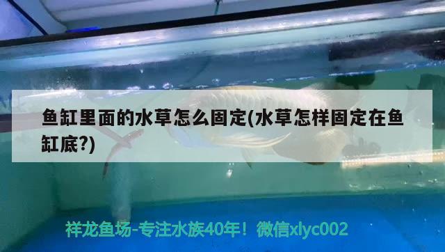 魚缸里面的水草怎么固定(水草怎樣固定在魚缸底?) 水草