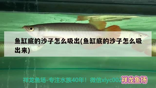 魚缸底的沙子怎么吸出(魚缸底的沙子怎么吸出來) 野生地圖魚