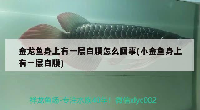 金龍魚身上有一層白膜怎么回事(小金魚身上有一層白膜)