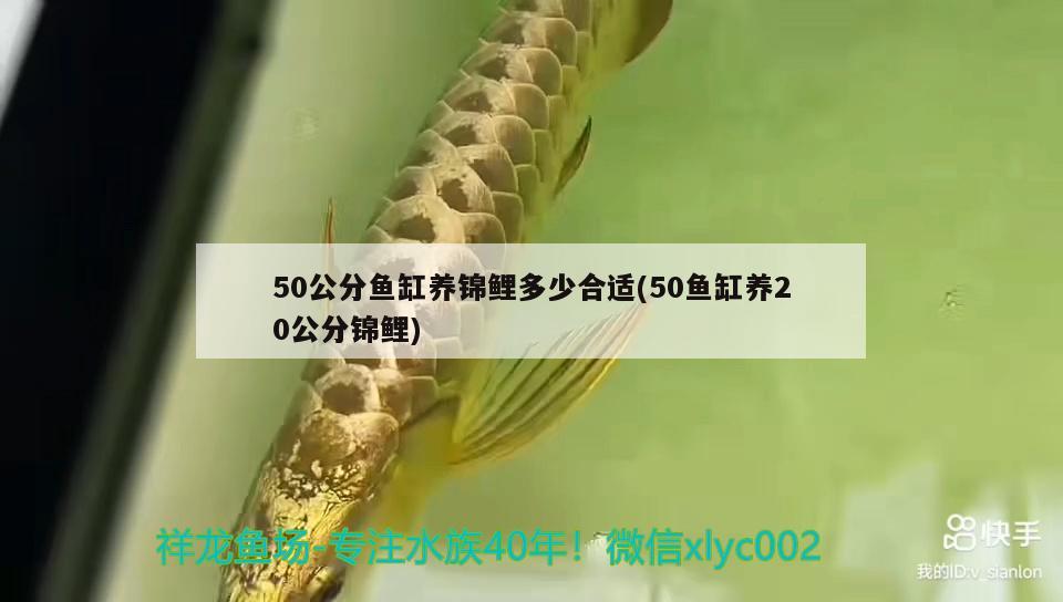 50公分魚缸養(yǎng)錦鯉多少合適(50魚缸養(yǎng)20公分錦鯉) 帝王血鉆魚