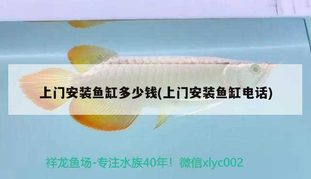 精品觀賞魚推薦（精品觀賞魚推薦品種）