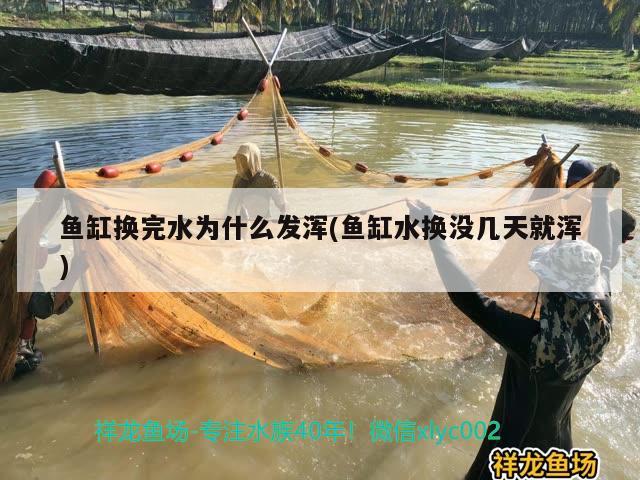 魚(yú)缸換完水為什么發(fā)渾(魚(yú)缸水換沒(méi)幾天就渾) 帝王血鉆魚(yú)