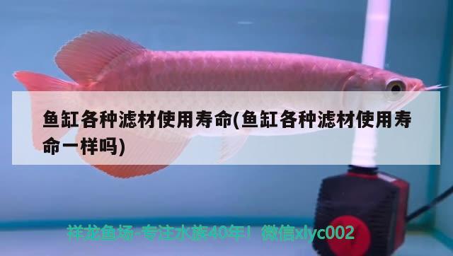 魚缸各種濾材使用壽命(魚缸各種濾材使用壽命一樣嗎) 青龍魚