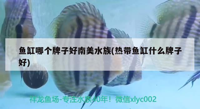 魚缸哪個牌子好南美水族(熱帶魚缸什么牌子好)