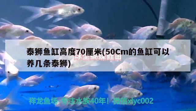 泰獅魚缸高度70厘米(50Cm的魚缸可以養(yǎng)幾條泰獅)