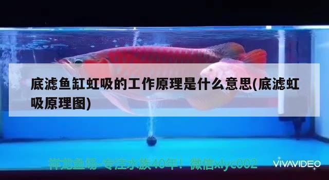 底濾魚缸虹吸的工作原理是什么意思(底濾虹吸原理圖) 水族維護服務(wù)（上門）