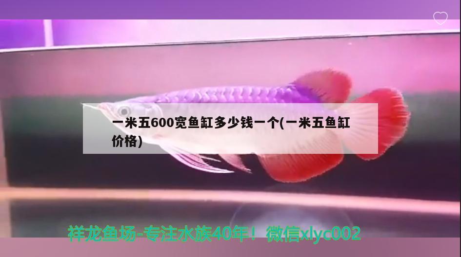 一米五600寬魚缸多少錢一個(一米五魚缸價格) 黃金達摩魚