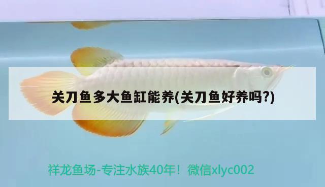 關(guān)刀魚多大魚缸能養(yǎng)(關(guān)刀魚好養(yǎng)嗎?)