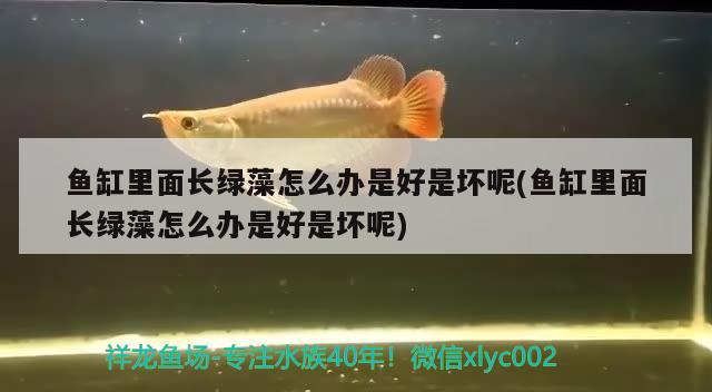 魚(yú)缸里面長(zhǎng)綠藻怎么辦是好是壞呢(魚(yú)缸里面長(zhǎng)綠藻怎么辦是好是壞呢) 泰龐海蓮魚(yú)