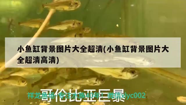 原神釣觀賞魚在哪 原神釣觀賞魚在哪釣的