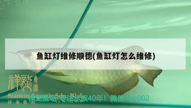 魚缸燈維修順德(魚缸燈怎么維修) 黃鰭鯧魚