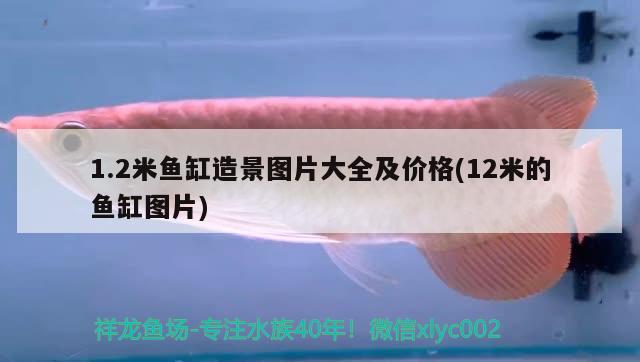 野生彩虹雷龍魚長什么樣子（野生彩虹雷龍魚長什么樣子的） 綠皮皇冠豹魚 第2張