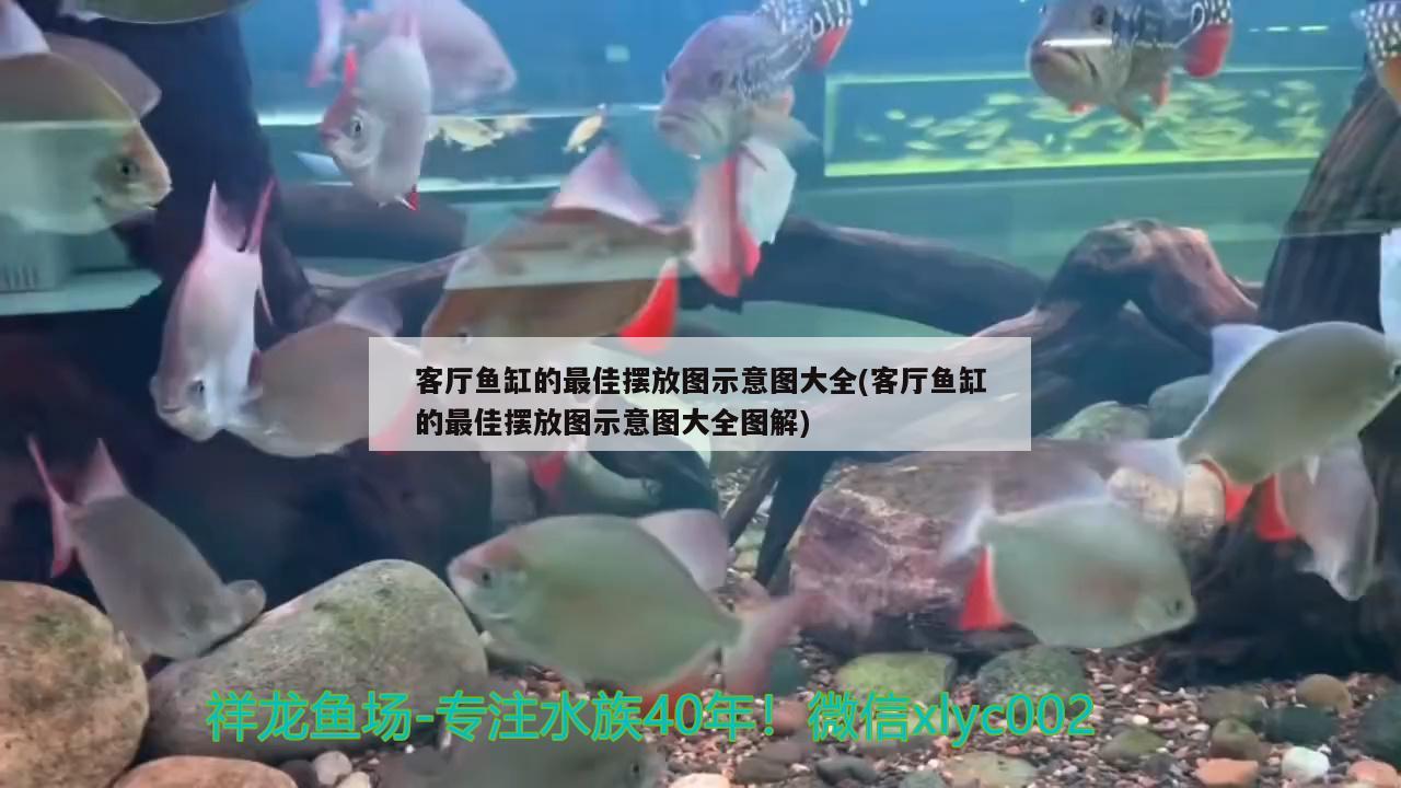 客廳魚缸的最佳擺放圖示意圖大全(客廳魚缸的最佳擺放圖示意圖大全圖解) 暹羅巨鯉