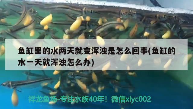 鯉城區(qū)招財水族用品店 水族用品 第1張