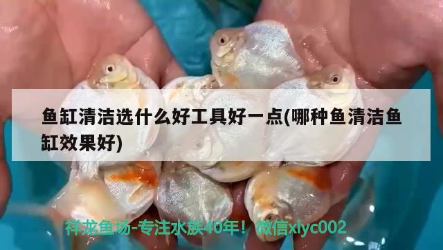 魚缸清潔選什么好工具好一點(哪種魚清潔魚缸效果好) 鴨嘴鯊魚