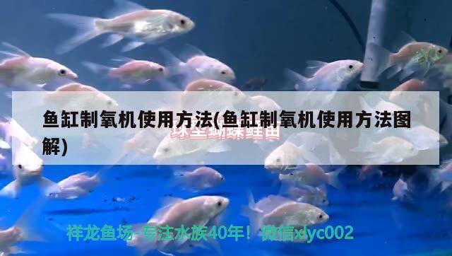 日喀則觀賞魚市場給阿龍日常換水清缸望大家多多指教