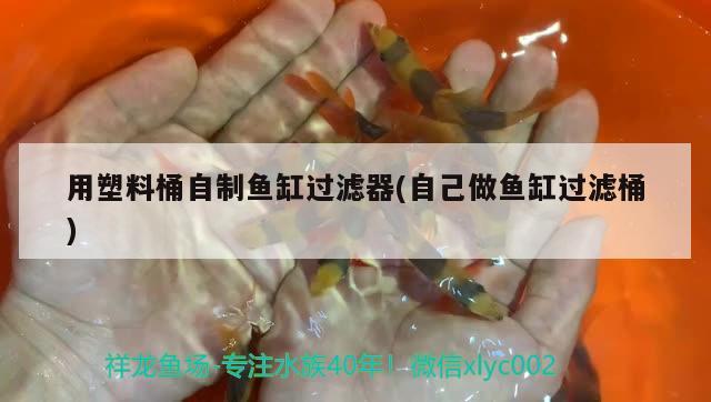 厄爾卜里尼魚圖片（厄爾卜里尼魚視頻）