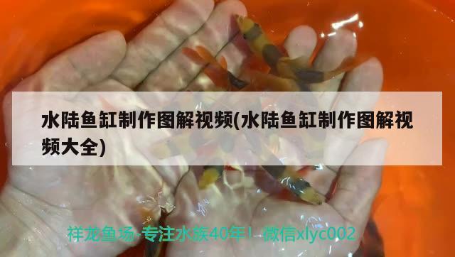 水陸魚缸制作圖解視頻(水陸魚缸制作圖解視頻大全) 白子紅龍魚