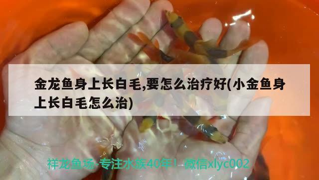 金龍魚身上長白毛,要怎么治療好(小金魚身上長白毛怎么治) 黃金達摩魚