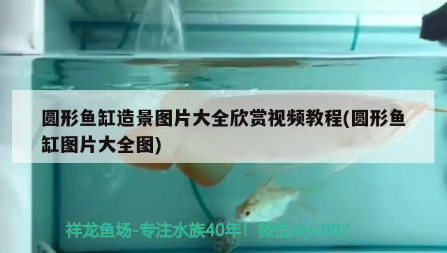 圓形魚缸造景圖片大全欣賞視頻教程(圓形魚缸圖片大全圖)