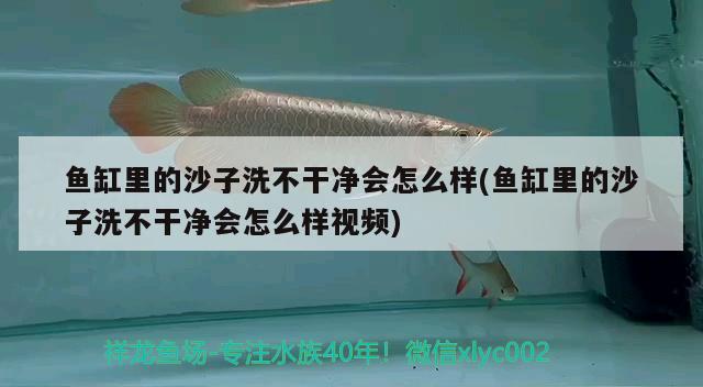 金龍魚(yú)上市與中糧競(jìng)爭(zhēng)(金龍魚(yú)跟中糧是什么關(guān)系) 羅漢魚(yú)批發(fā) 第1張