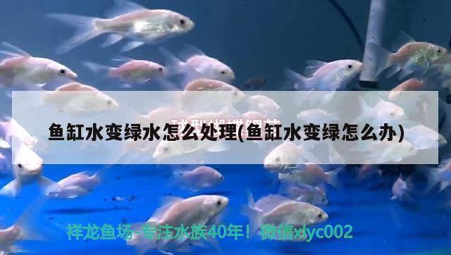 魚缸水變綠水怎么處理(魚缸水變綠怎么辦)