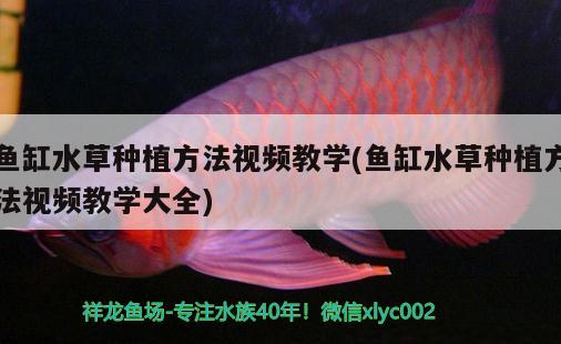 魚缸水草種植方法視頻教學(xué)(魚缸水草種植方法視頻教學(xué)大全) 水草