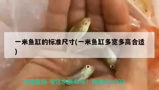 一米魚缸的標準尺寸(一米魚缸多寬多高合適) 斑馬狗頭魚