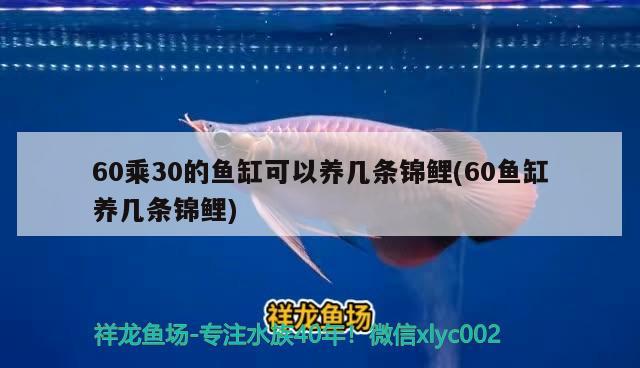 60乘30的魚(yú)缸可以養(yǎng)幾條錦鯉(60魚(yú)缸養(yǎng)幾條錦鯉) 水草