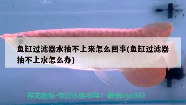 魚缸過濾器水抽不上來怎么回事(魚缸過濾器抽不上水怎么辦)