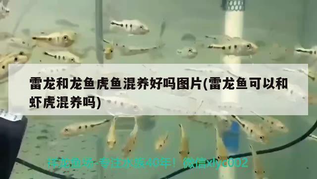 雷龍和龍魚虎魚混養(yǎng)好嗎圖片(雷龍魚可以和蝦虎混養(yǎng)嗎)