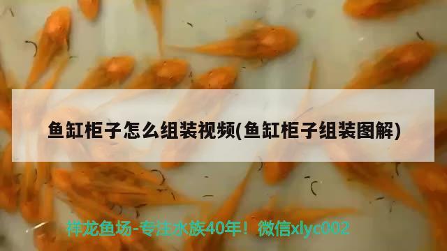 上海魚缸維護(hù)電話多少?。?上海魚缸訂做） 祥龍龍魚魚糧