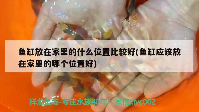 信陽(yáng)水族館請(qǐng)教兩個(gè)問(wèn)題燈與魚謝謝