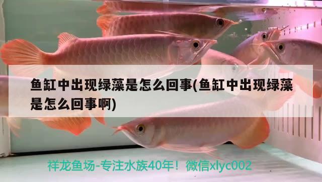 魚缸中出現(xiàn)綠藻是怎么回事(魚缸中出現(xiàn)綠藻是怎么回事啊) 肥料