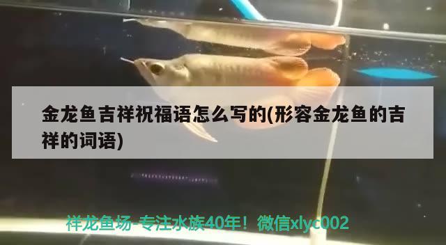 金龍魚吉祥祝福語怎么寫的(形容金龍魚的吉祥的詞語) 紅龍魚百科