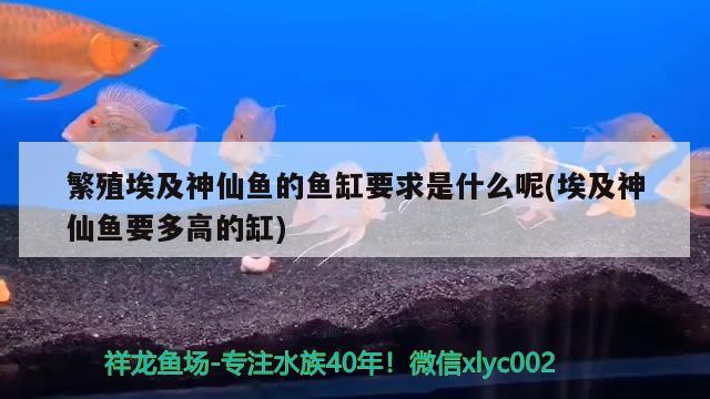 繁殖埃及神仙魚的魚缸要求是什么呢(埃及神仙魚要多高的缸) 埃及神仙魚