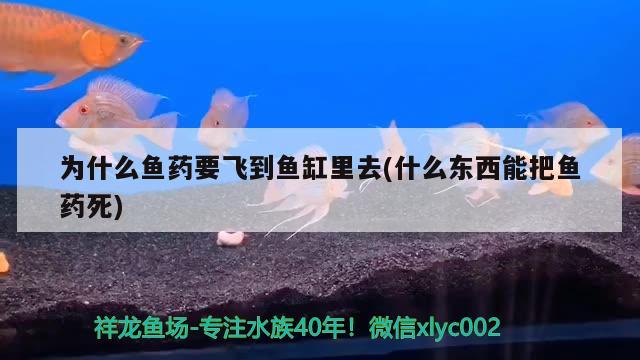 為什么魚(yú)藥要飛到魚(yú)缸里去(什么東西能把魚(yú)藥死) 熊貓異形魚(yú)L46