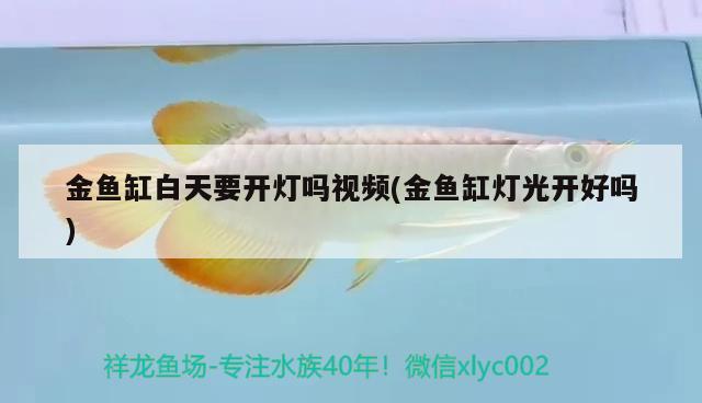 金魚缸白天要開燈嗎視頻(金魚缸燈光開好嗎) 肺魚