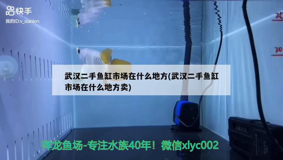 銀龍魚如何挑選好的：銀龍魚怎樣分辨品種好 銀龍魚百科 第2張