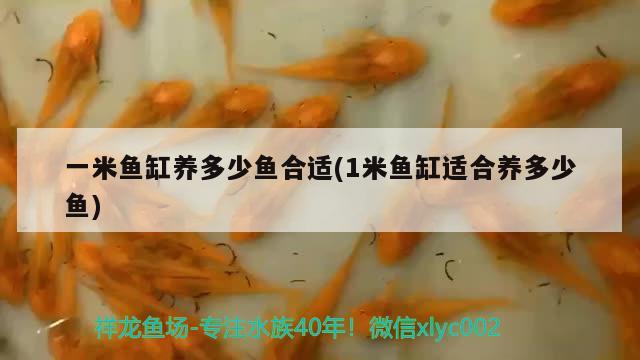 一米魚缸養(yǎng)多少魚合適(1米魚缸適合養(yǎng)多少魚) 白條過背金龍魚