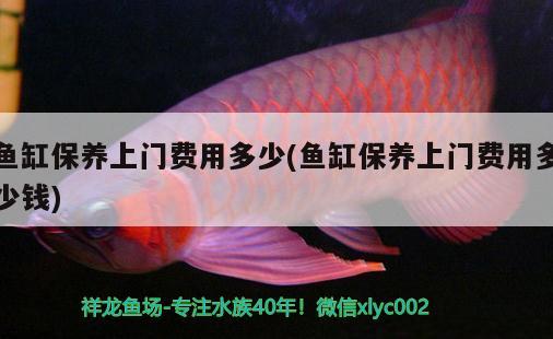 魚缸保養(yǎng)上門費用多少(魚缸保養(yǎng)上門費用多少錢) 三間鼠魚