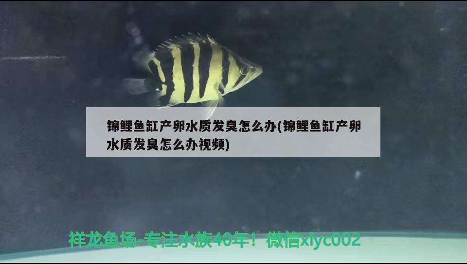 本溪二手魚缸出售信息網(wǎng)（本溪二手魚缸58同城）