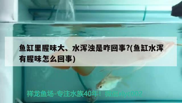 魚缸里腥味大、水渾濁是咋回事?(魚缸水渾有腥味怎么回事)